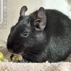 くろごまあん二世 294日目