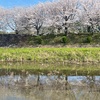 今年初めての桜を見に行きました。