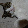 猫の朝は、早い＆小説更新♪