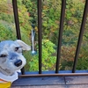 ❝ 駒ヶ滝 ❞ 愛犬とおでかけ-栃木県観光🎵　2021年10月9日⑨