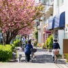 4月上旬：八重桜が咲き誇る桜新町周辺をお写んぽ。其の参