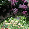Hiro Rose Garden を訪ねて　平成26年5月24日（土）