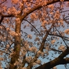 写真　今年の桜