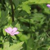 八島湿原の花(1)ハクサンフウロ、タチフウロ、アサマフウロ