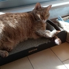 ペットを飼う高齢者の認知症発症の確率低下
