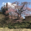 新田の桜