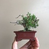 真柏Ａの植替え