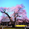 歓喜寺の江戸彼岸桜（トイカメラ風）