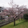 【写真日記】お花見の季節①　河津桜＠昭島