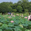 行田市・古代蓮を撮る