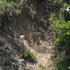 アカハシネッタイチョウ(Red-billed Tropicbird)