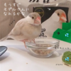 シナモン文鳥さん　似てる？