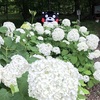 くまモンとアジサイ