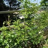 ５月の庭。。。その３