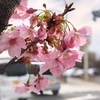 桜の美しさを満喫する京都の街路樹①・四条通