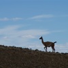 【Day75 El Calafate〜Puerto Natares】一時チリへ