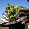 久しぶりに富田林寺内町 Ⅳ
