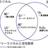 放射能対策にも、たまねぎの皮