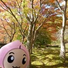 【桑折の自然】半田沼の紅葉は、見ごろ。