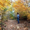 日本　紅葉の百々が峰（どどがみね）