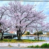 ２０２１年春… 桜 ＠撫養川沿い【徳島県】