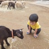 【関東】成田ゆめ牧場で動物とふれあい