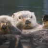 【神戸須磨海浜水族園ラッコ館】明日香ちゃんとラッキー君仲良くお昼寝タイム!!【海のパンダ?癒やし】 