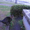 11月後半の #ねこ #cat #猫 その3