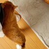 ジャンピングスリスリ動画撮影成功