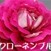 2010/06/04　クローネンブルク　キレイ