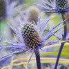エリンジウムの通販はこちら！！花言葉は何？種まきの時期は？ドライフラワーの苗の種類や育て方は？青くならないブルーグリッターの原因は？
