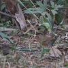 チャムネムジチメドリ Buff-breasted Babbler