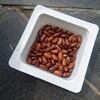 自家採種　インゲン王湖の種まき