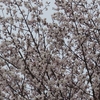 04, 05. 2014　満開の桜