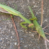 カマキリがバッタを食っている