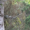 Northern Black-flycatcher クロヒタキ