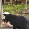 夕方は野良猫にゃんトリプルに
