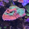 R’s coral のど根性サンゴ達