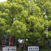 若一にゃくいち神社・平清盛お手植えのクスノキ