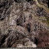 清雲寺の枝垂れ桜を求めて、秩父日帰りドライブ旅