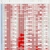 新型コロナウイルス、国別・人口あたり新規感染者数（11月17日現在） /  COVID-19 cases per population by country, as of November 17