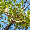 確定申告前の豊橋公園