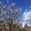 しまなみサイクリング｡ 冬の花見､因島へ｡