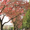 花ミズキの街路