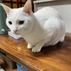 猫は寒いのが苦手