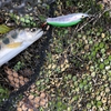 ピロキミノーでアマゴ釣れるか‼️