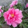 我孫子市緑に咲いていたボタン