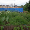 昨日の除草の続きです