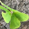 紹介：新宿中央公園カタバミ植物観察日記