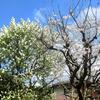 ３月末の庭（利休梅と桜のコラボ）／グルテンフリー（食養）ケーキ